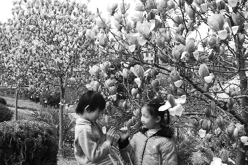 玉兰花迎春开放（图）